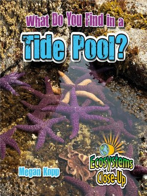 cover image of What Do You Find in a Tide Pool?